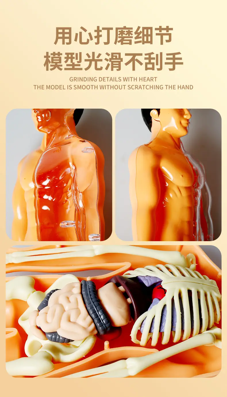 4D Brain Anatomy Model for Kids Educational Toy — feature 11