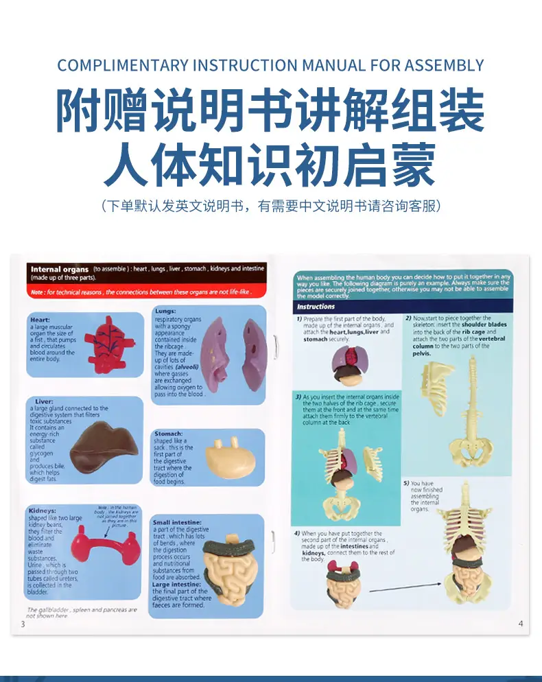 4D Brain Anatomy Model for Kids Educational Toy — feature 12