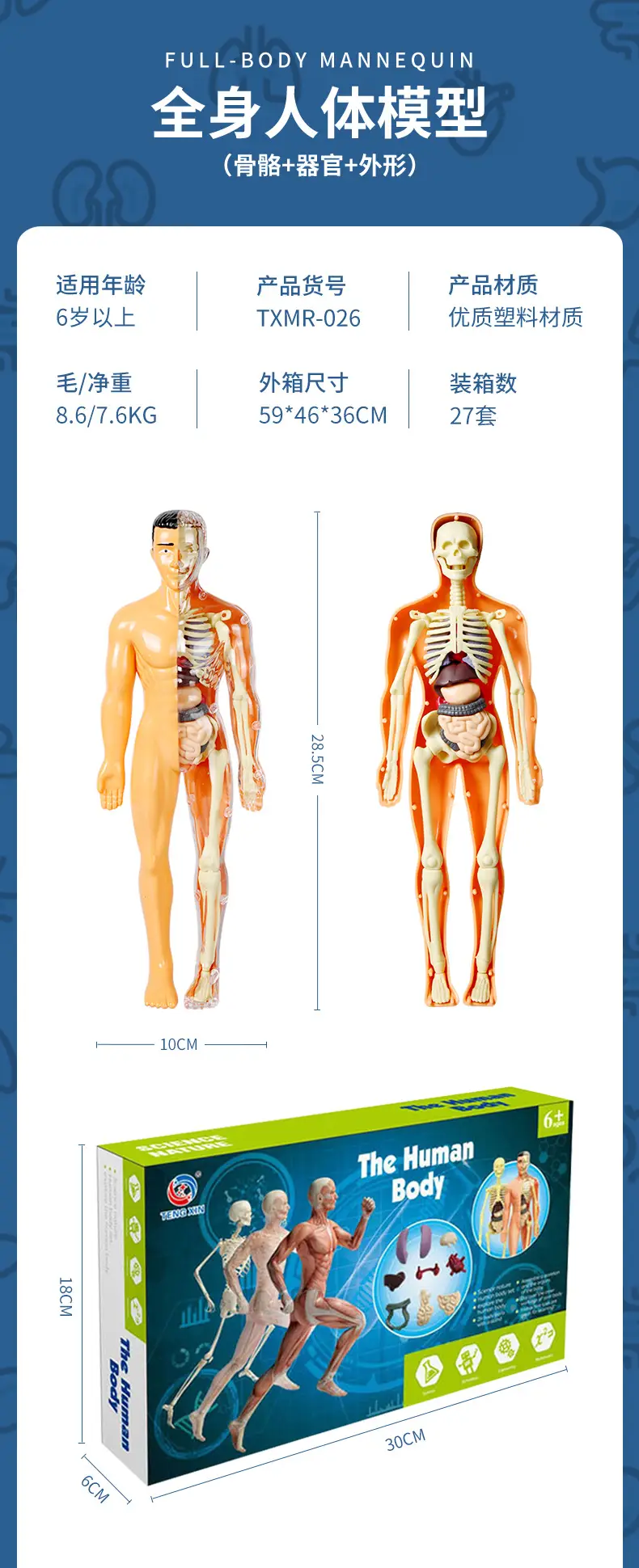4D Brain Anatomy Model for Kids Educational Toy — feature 13