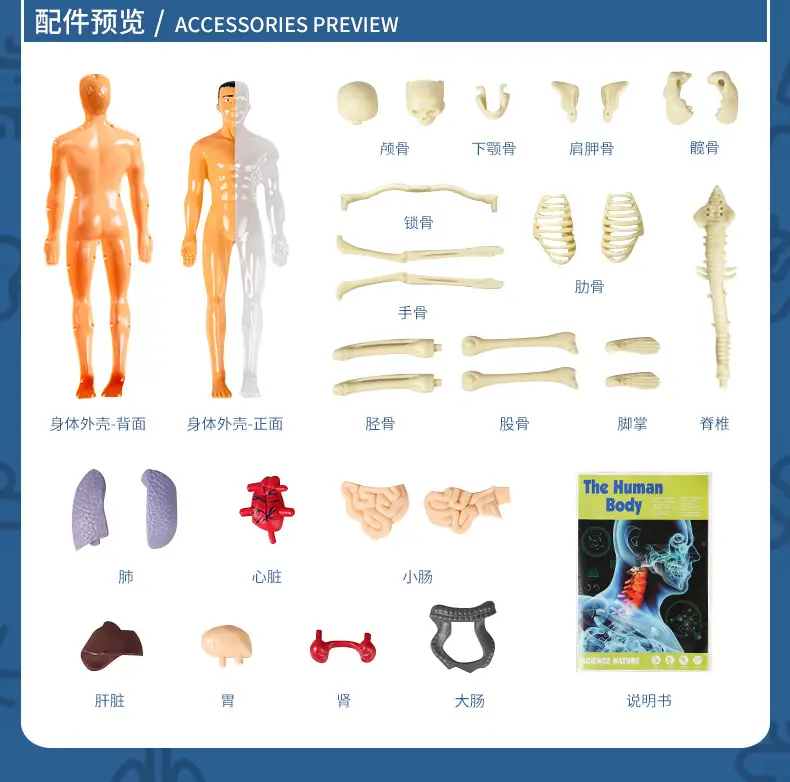 4D Brain Anatomy Model for Kids Educational Toy — feature 14