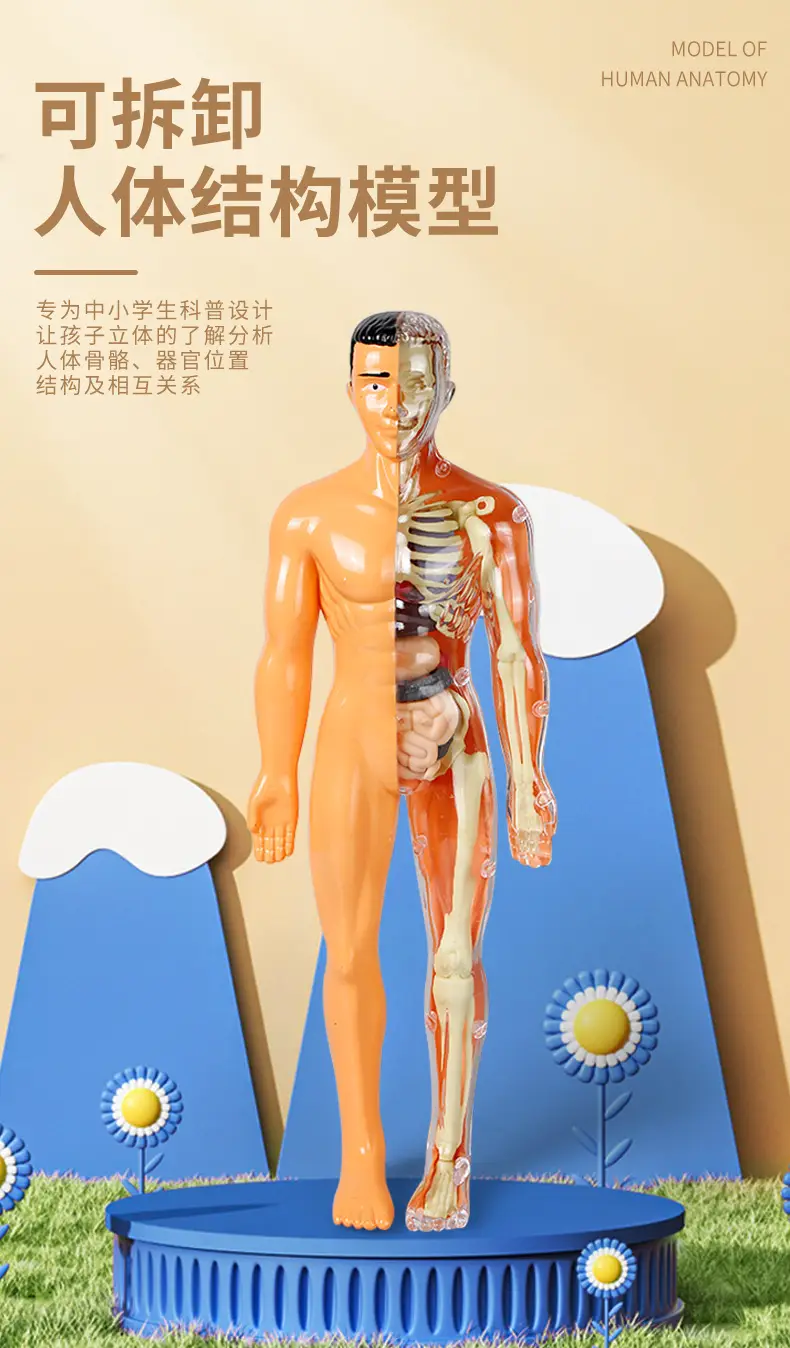 4D Brain Anatomy Model for Kids Educational Toy — feature 4