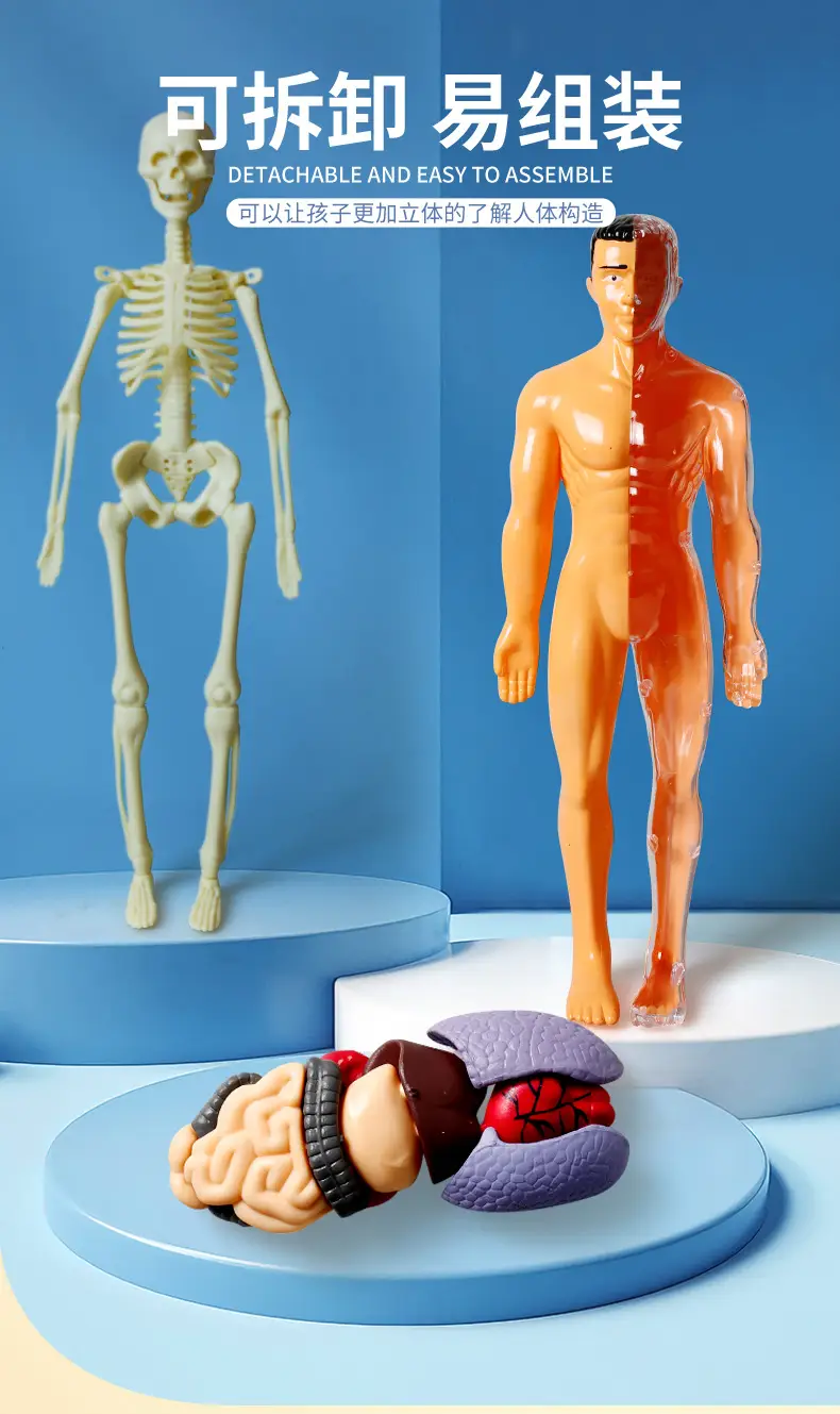 4D Brain Anatomy Model for Kids Educational Toy — feature 6