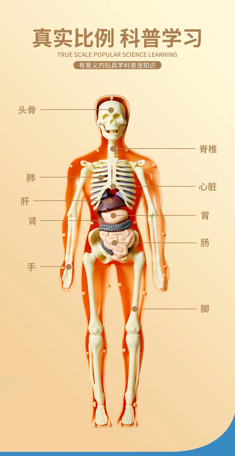 4D Brain Anatomy Model for Kids Educational Toy — feature 7