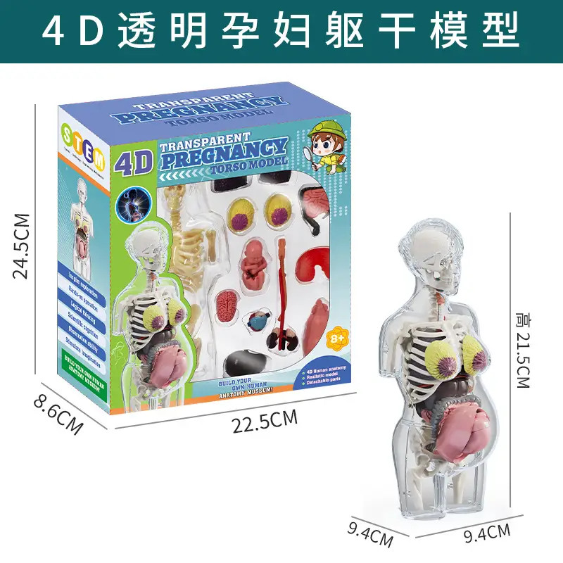 4D Brain Anatomy Model for Kids Educational Toy - Image 10