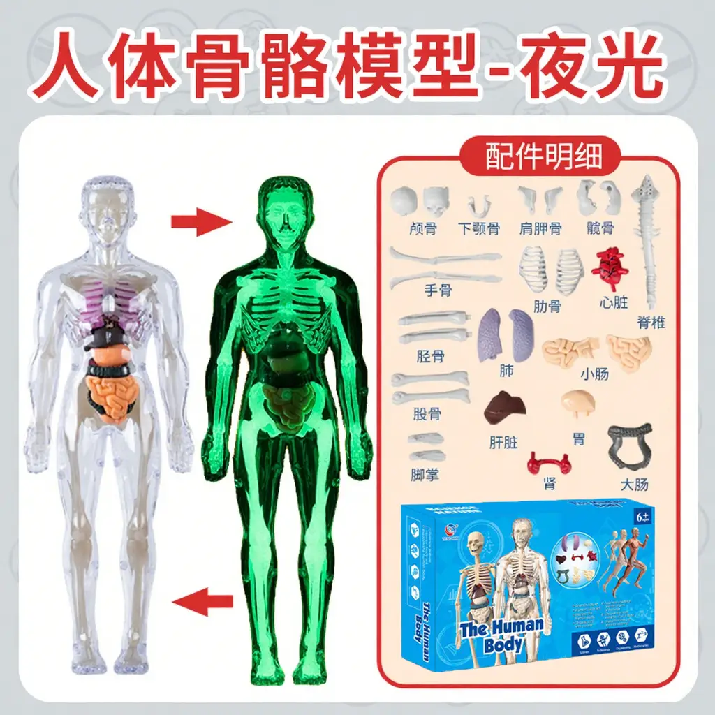 4D Brain Anatomy Model for Kids Educational Toy - Image 12