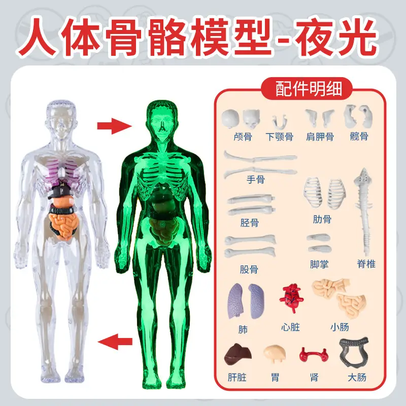 4D Brain Anatomy Model for Kids Educational Toy - Image 13