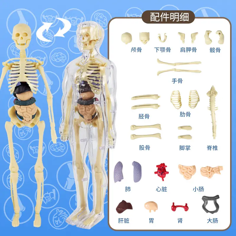 4D Brain Anatomy Model for Kids Educational Toy - Image 15