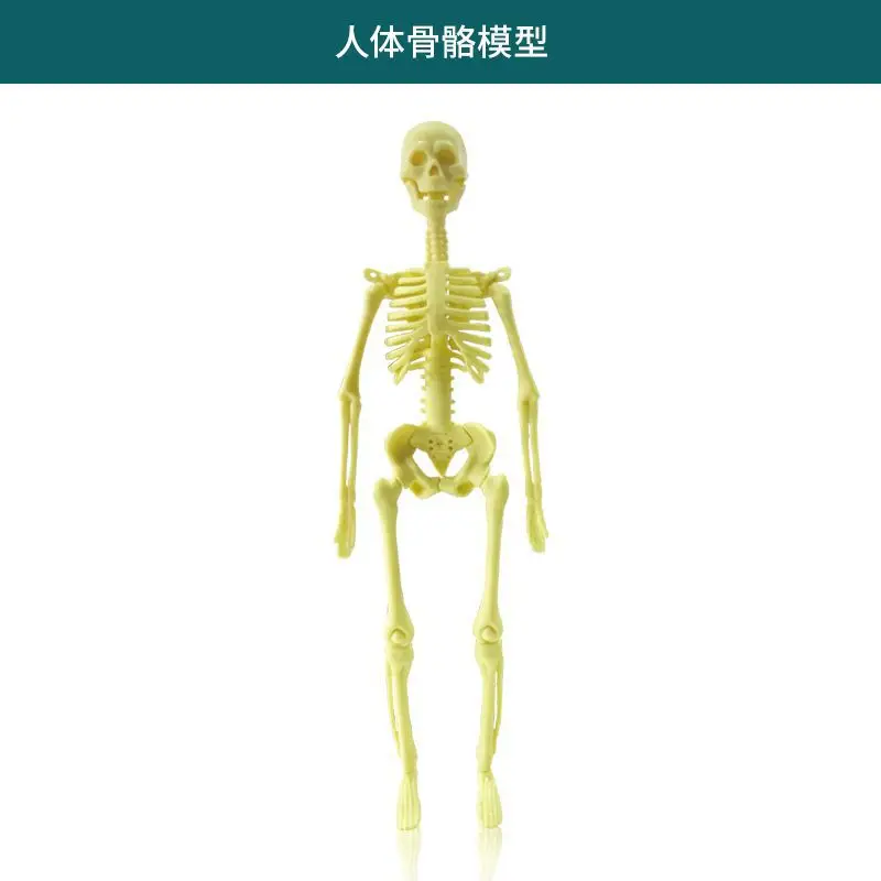 4D Brain Anatomy Model for Kids Educational Toy - Image 17