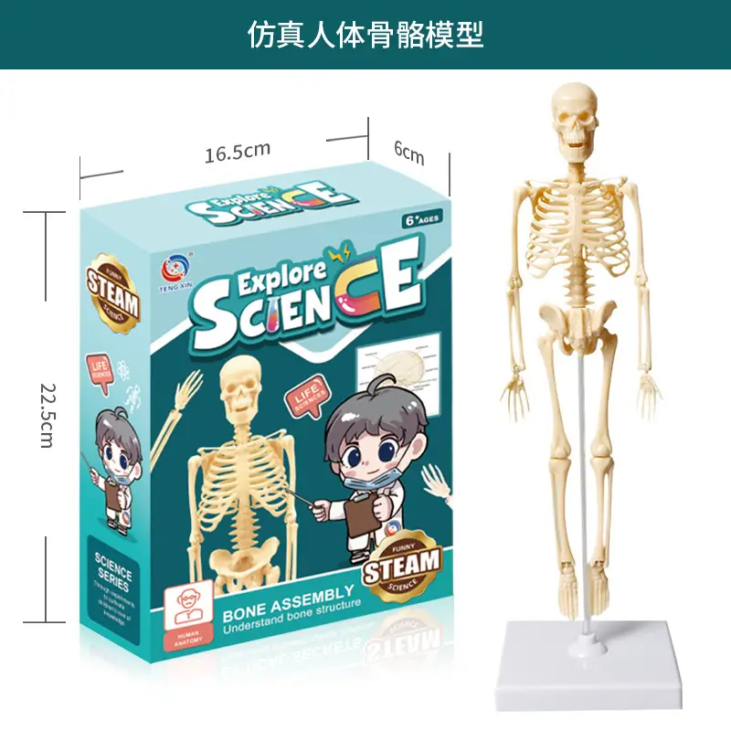 4D Brain Anatomy Model for Kids Educational Toy - Image 18