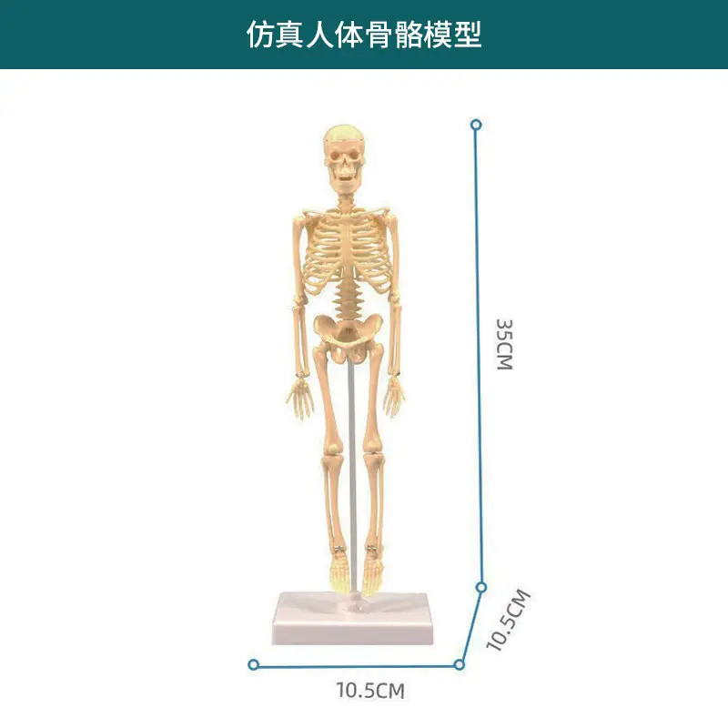4D Brain Anatomy Model for Kids Educational Toy - Image 19
