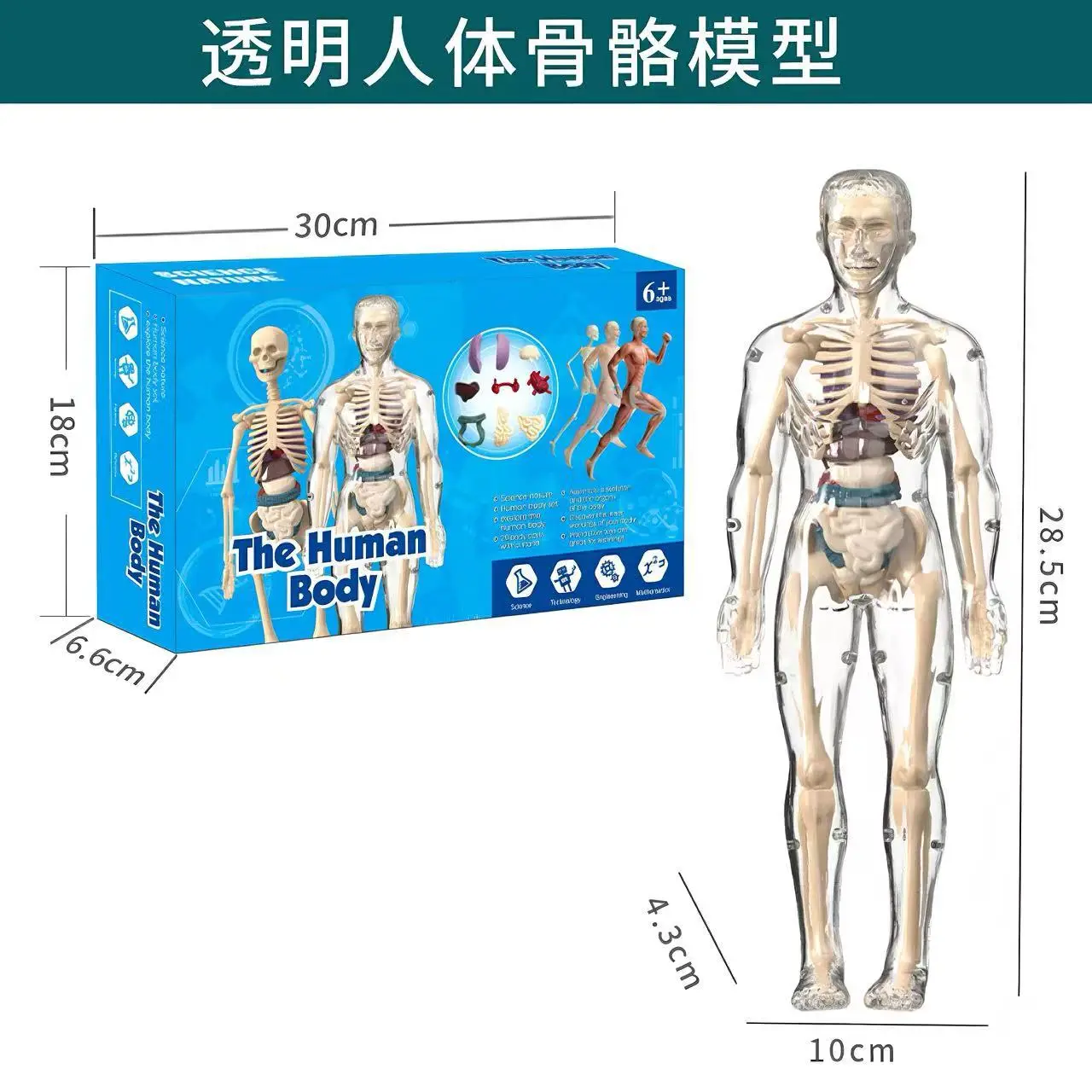 4D Brain Anatomy Model for Kids Educational Toy - Image 2