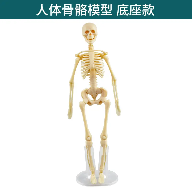 4D Brain Anatomy Model for Kids Educational Toy - Image 20