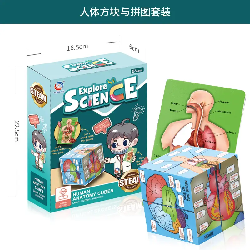 4D Brain Anatomy Model for Kids Educational Toy - Image 23