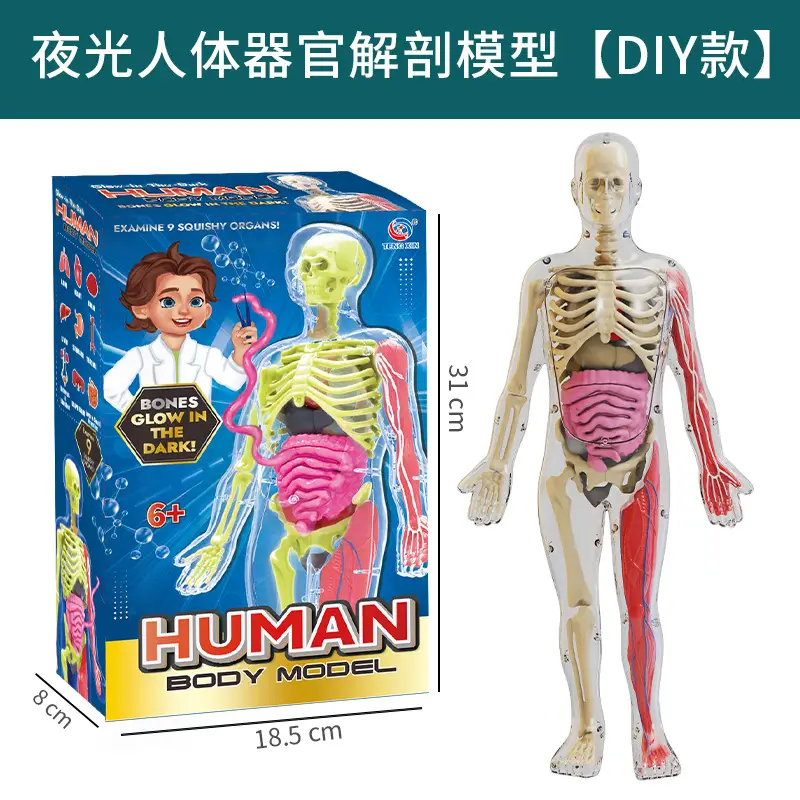 4D Brain Anatomy Model for Kids Educational Toy - Image 3