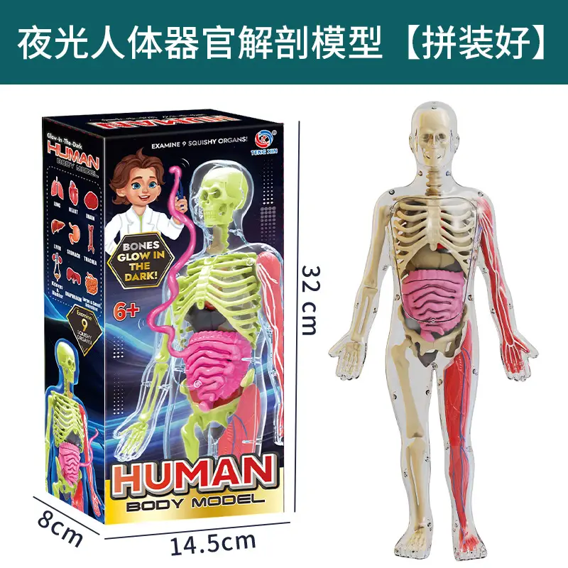 4D Brain Anatomy Model for Kids Educational Toy - Image 4