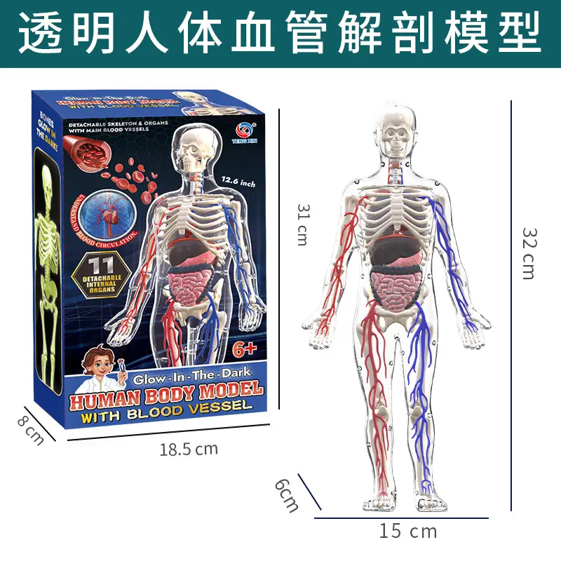 4D Brain Anatomy Model for Kids Educational Toy - Image 5