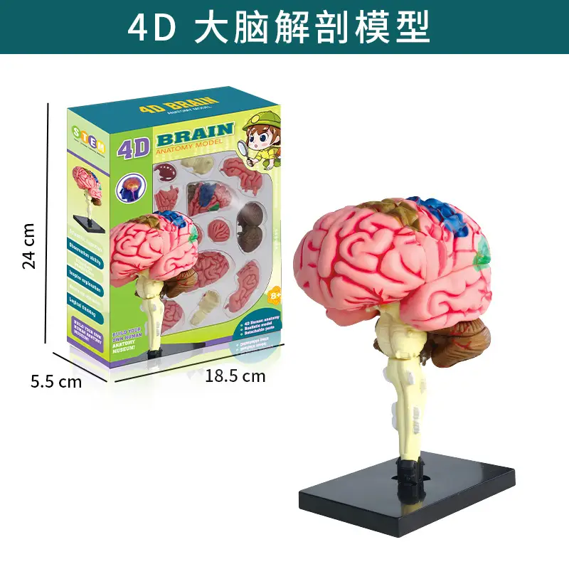 4D Brain Anatomy Model for Kids Educational Toy - Image 9