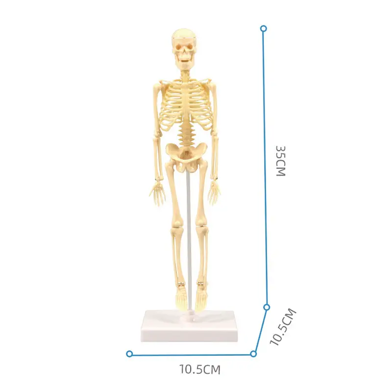 Mini Full-Body Human Skeleton Model for Kids Education
