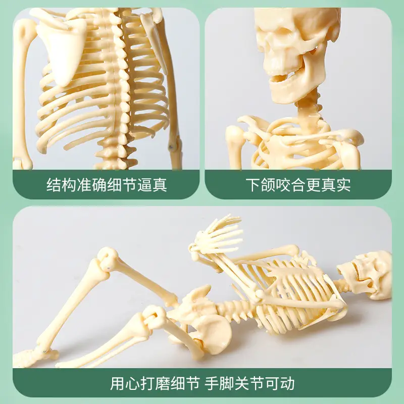 Mini Full-Body Human Skeleton Model for Kids Education