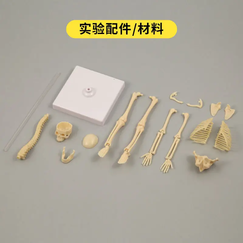 Mini Full-Body Human Skeleton Model for Kids Education