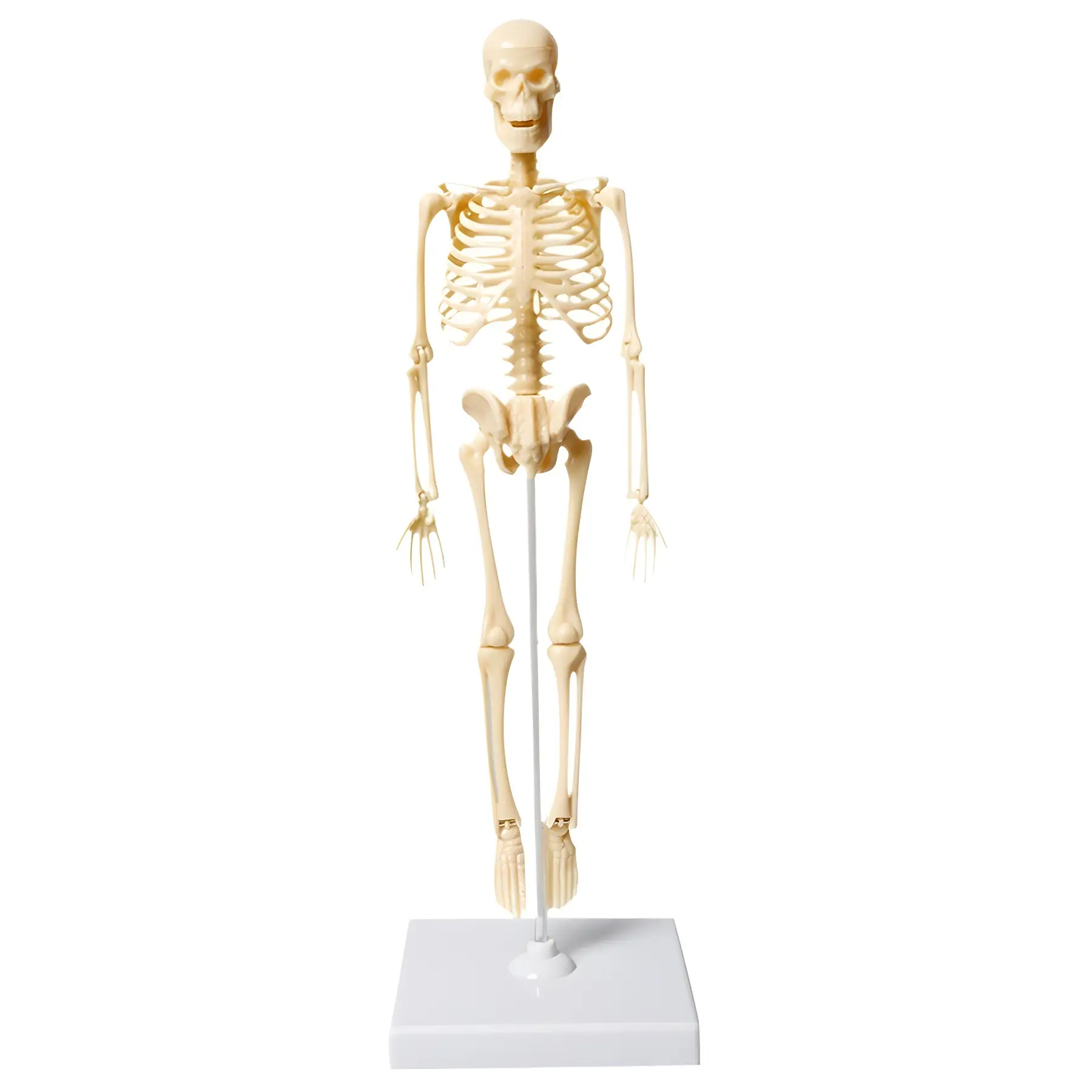 Mini Full-Body Human Skeleton Model for Kids Education