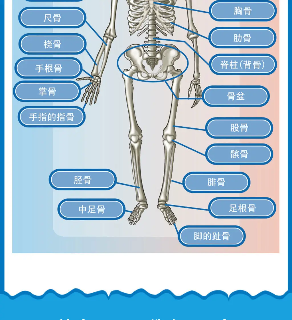 Mini Full-Body Human Skeleton Model for Kids Education — feature 10