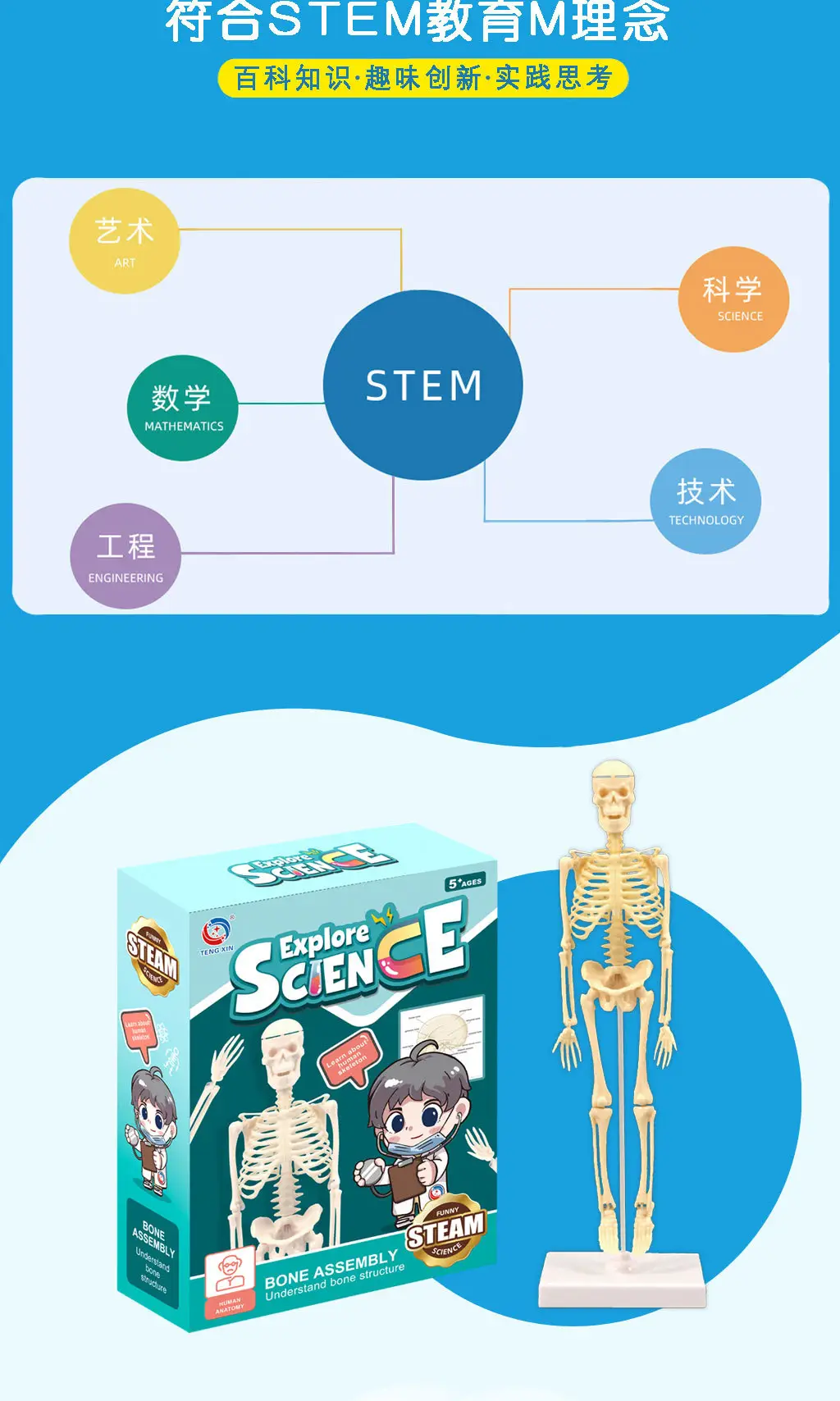 Mini Full-Body Human Skeleton Model for Kids Education — feature 11