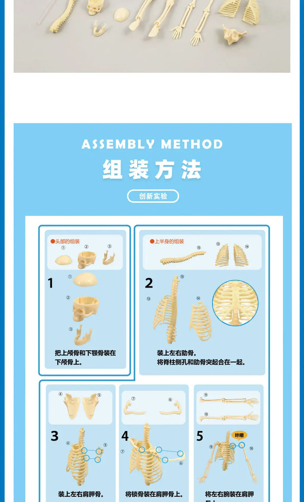 Mini Full-Body Human Skeleton Model for Kids Education — feature 6