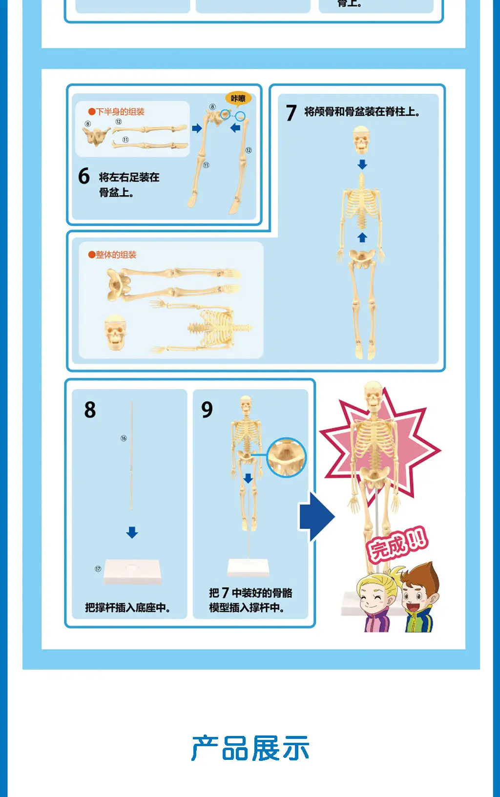 Mini Full-Body Human Skeleton Model for Kids Education — feature 7