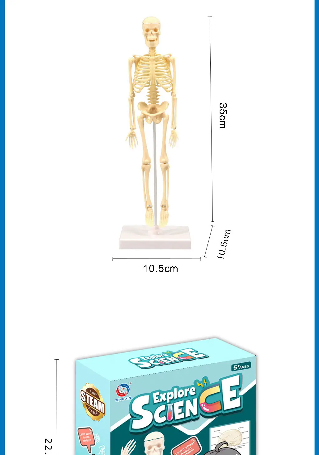 Mini Full-Body Human Skeleton Model for Kids Education — feature 8