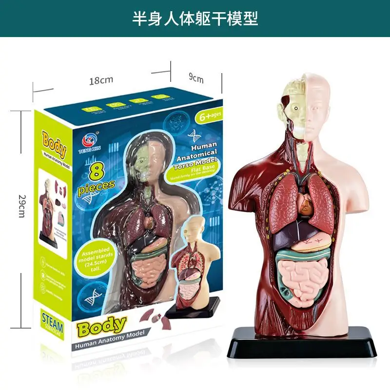 Mini Full-Body Human Skeleton Model for Kids Education