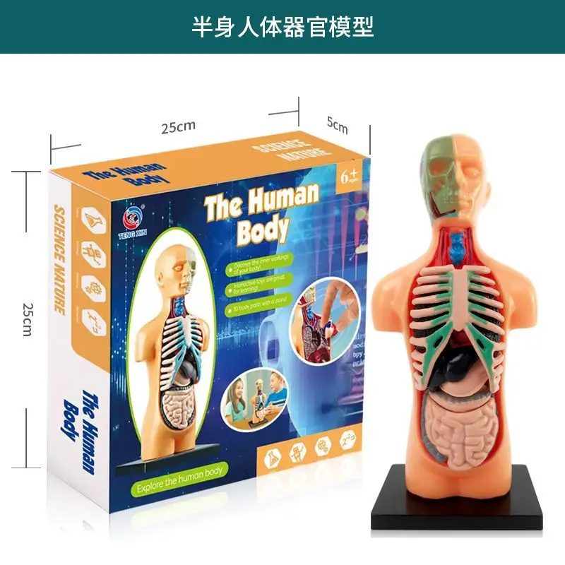 Mini Full-Body Human Skeleton Model for Kids Education