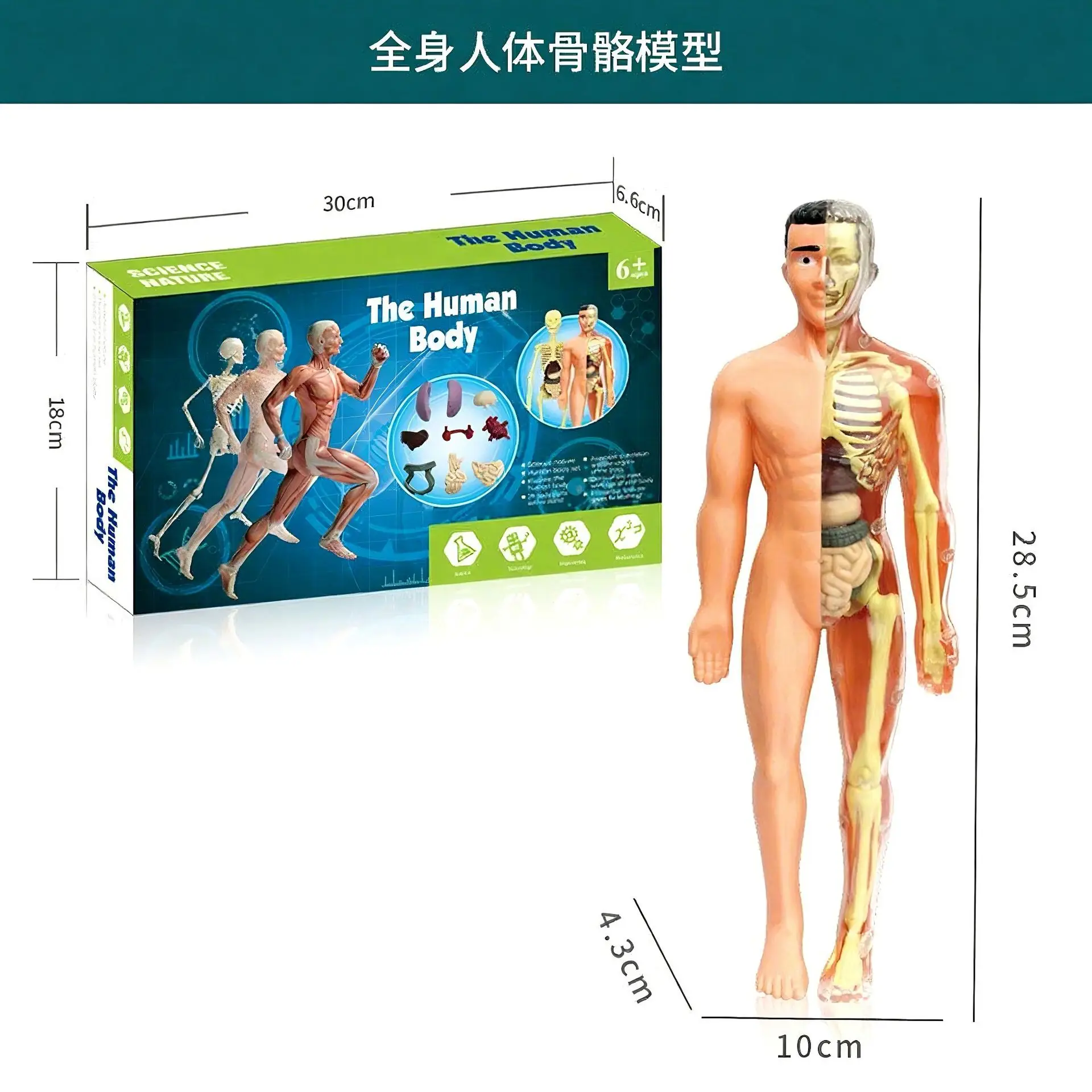 Mini Full-Body Human Skeleton Model for Kids Education