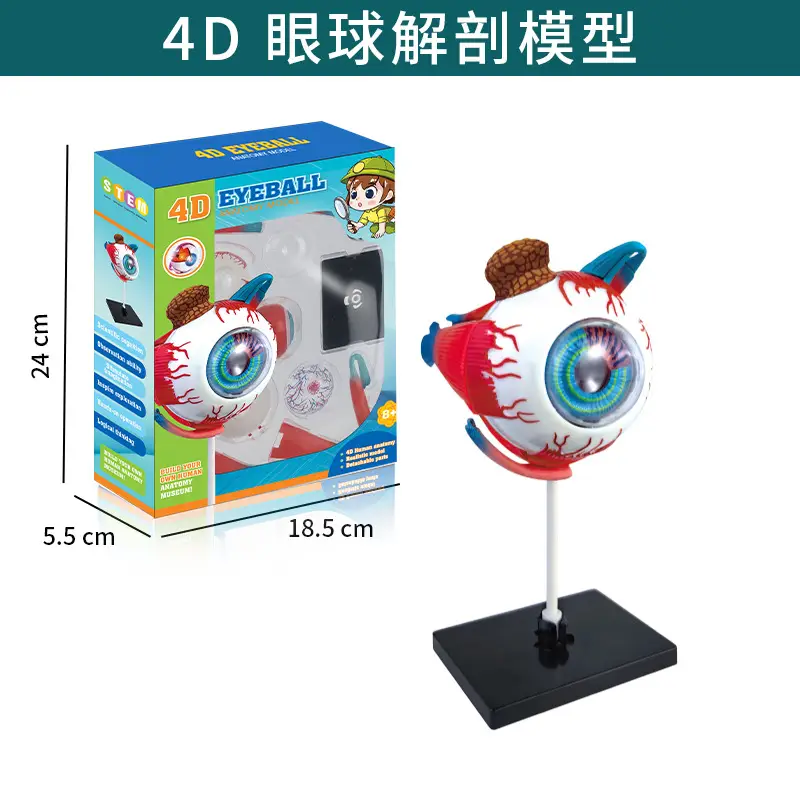 Mini Full-Body Human Skeleton Model for Kids Education