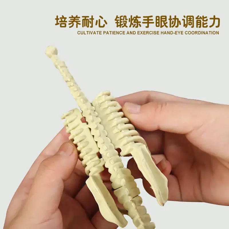Dinosaur Fossil Skeleton Model for Kids DIY Assembly