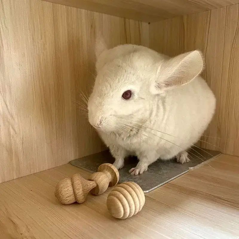 Natural Beech Wood Hamster Molar Toy for Chewing - Image 17