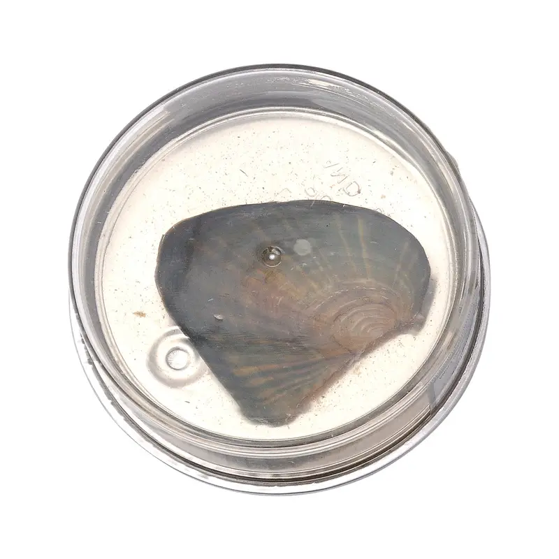 Mini Vacuum Canned Freshwater Clam Jewelry Box - Image 5