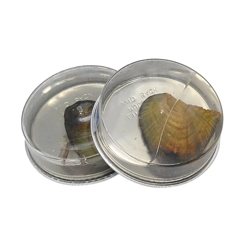 Freshwater Pearl Mussel Blind Box Wholesale - Image 6
