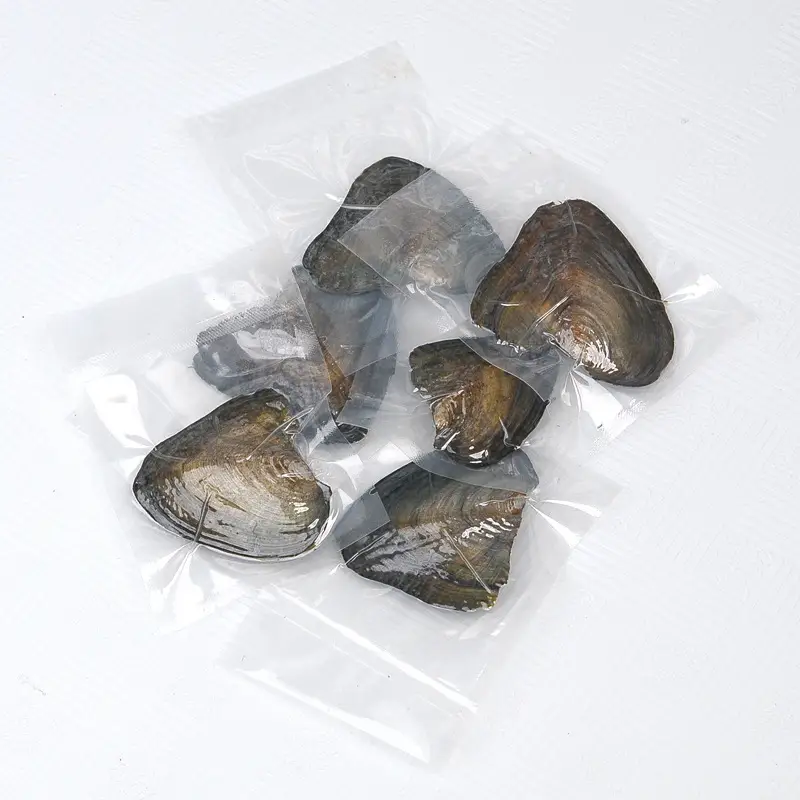 Freshwater Pearl Clam Blind Box Single Small Shell - Image 3