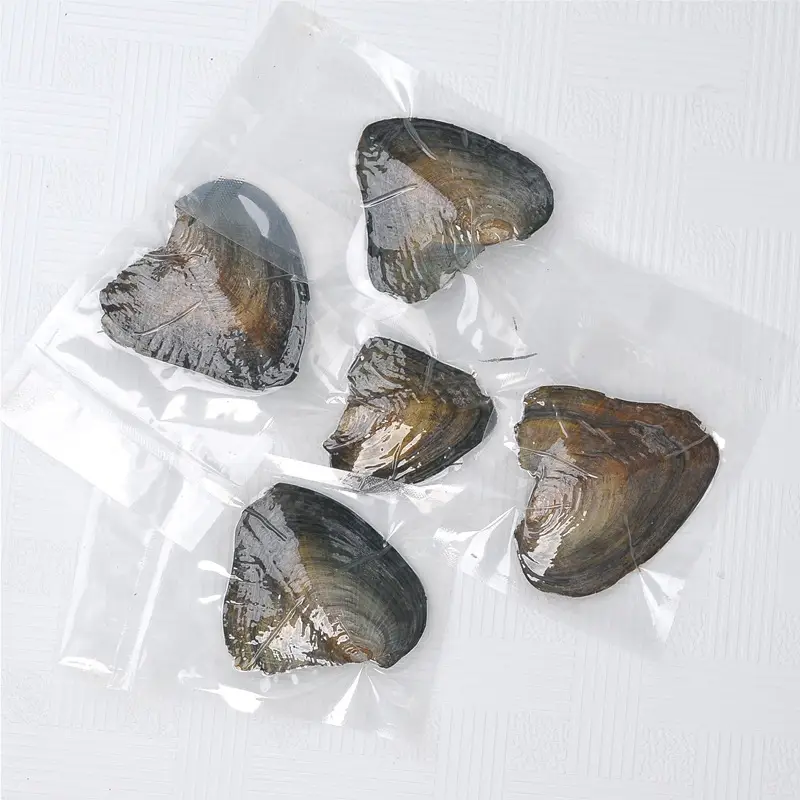 Freshwater Pearl Clam Blind Box Single Small Shell - Image 4