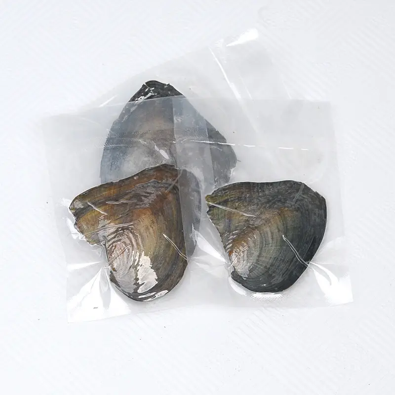 Freshwater Pearl Clam Blind Box Single Small Shell - Image 5