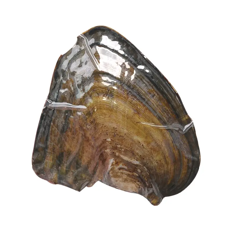 Freshwater Pearl Clam Blind Box Single Small Shell - Image 6