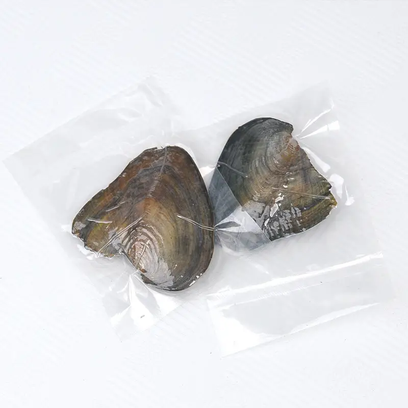 Freshwater Pearl Clam Blind Box Single Small Shell — feature 8