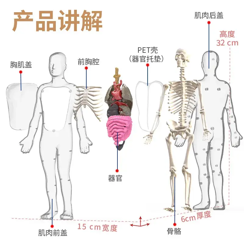 Human Body Model for Kids STEM Education Assembly - Image 7