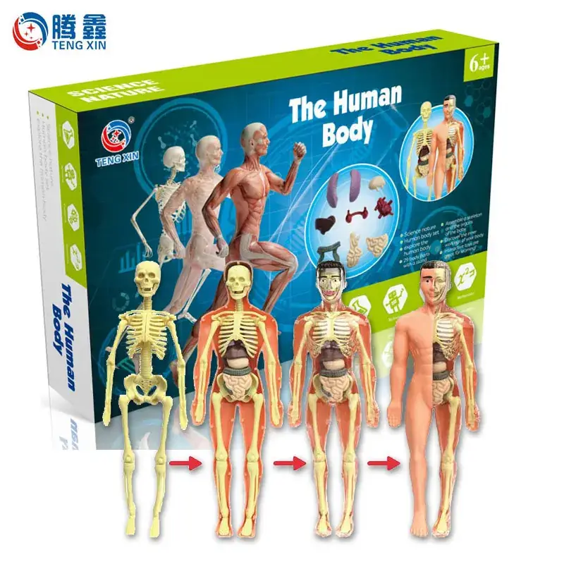 Human Body Model for Kids STEM Education Assembly - Image 10
