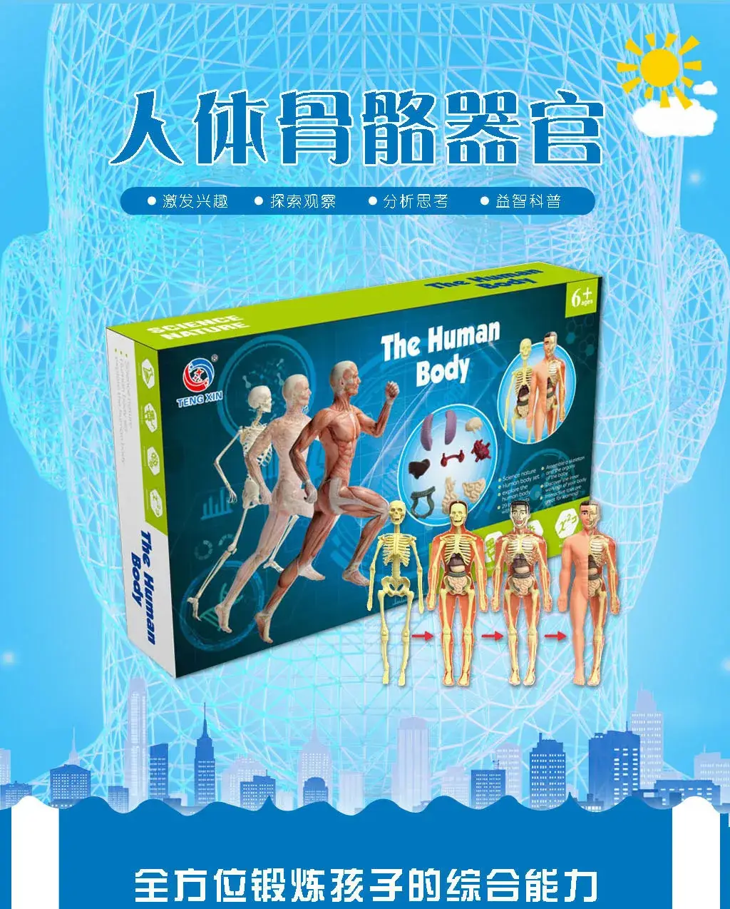 Human Body Model for Kids STEM Education Assembly — feature 10