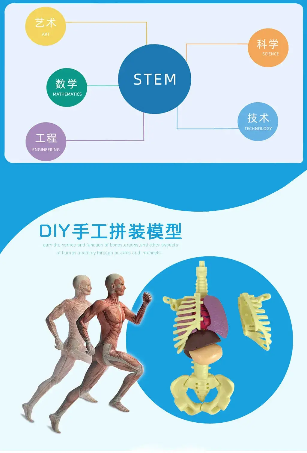Human Body Model for Kids STEM Education Assembly — feature 11