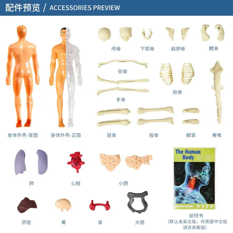 Human Body Model for Kids STEM Education Assembly — feature 2