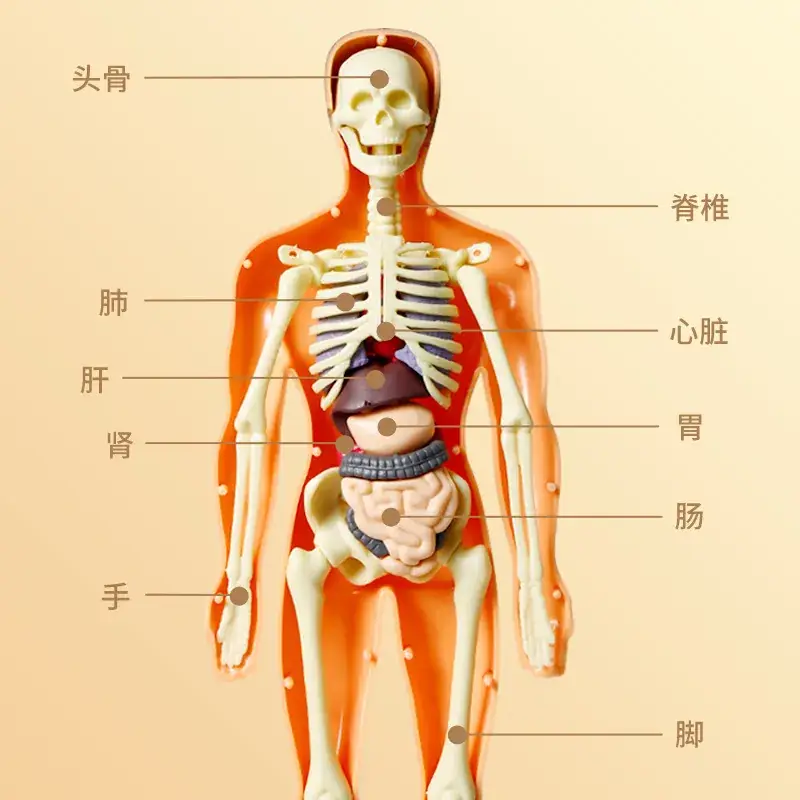 Human Body Model for Kids STEM Education Assembly — feature 3