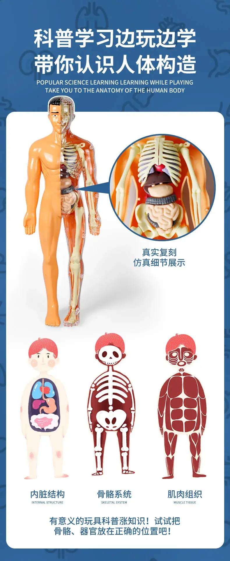 Human Body Model for Kids STEM Education Assembly — feature 5